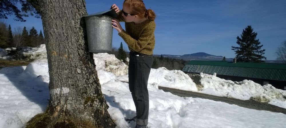 Person collecting maple sap from a tree at Ramblewood in early spring