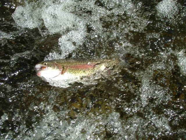 Rainbow trout swimming in a clear rocky stream in New Hampshire