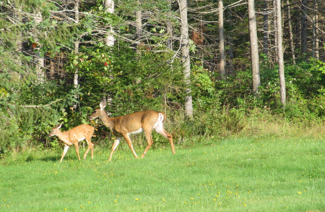 Deer in a forest meadow