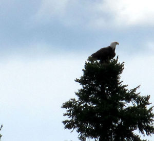 Seen from 1st Connecticut Lake