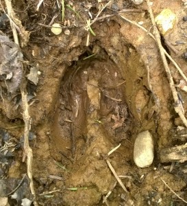 moose tracks